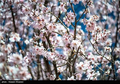 شکوفه های بهاری - شیراز