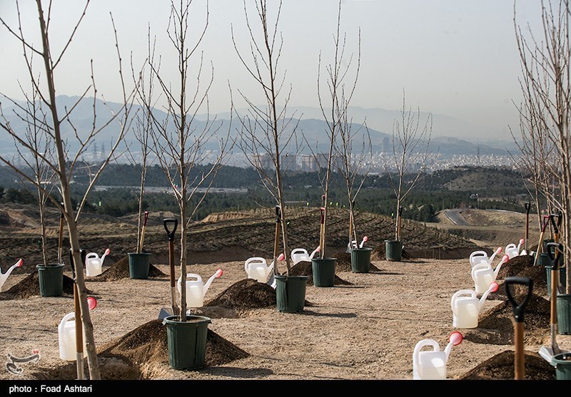 120 کیلومتر مسیر جاده‌های اصلی استان گلستان درختکاری می‌شود
