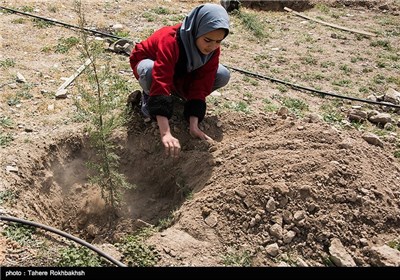 مراسم روز درختکاری در شیراز