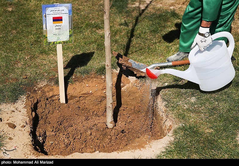 4000 اصله نهال در شهرستان ملکشاهی غرس می‌شود