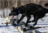 تصاویر/رقابت سگ های سورتمه در آلاسکا‎