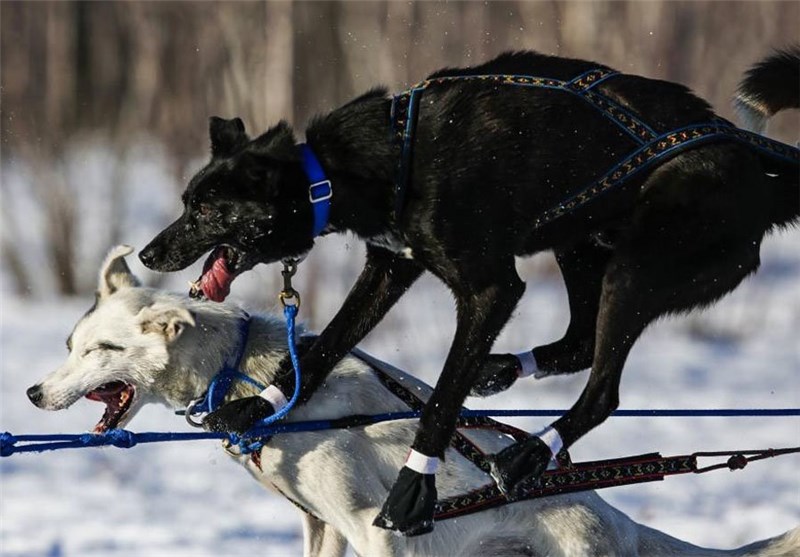 تصاویر/رقابت سگ های سورتمه در آلاسکا‎