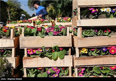 Flower Market Blooms in Tehran ahead of New Year Celebrations