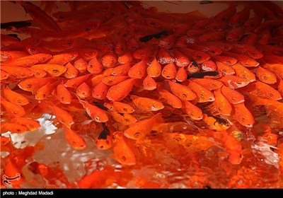 Flower Market Blooms in Tehran ahead of New Year Celebrations