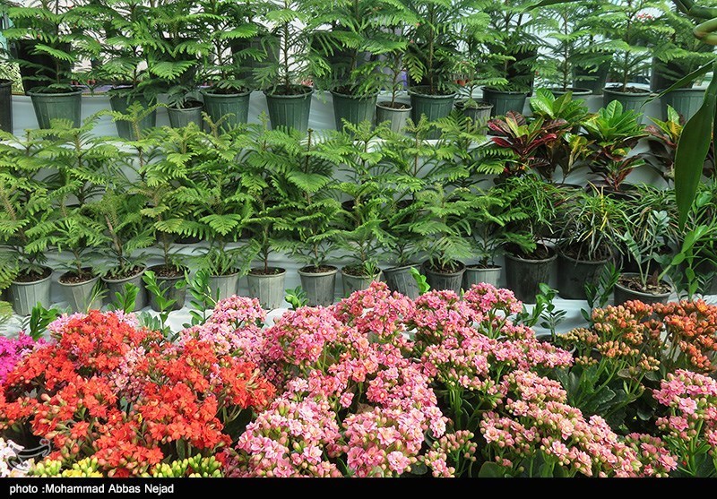 پنجمین نمایشگاه گل و گیاه در اصفهان برپا می‌شود