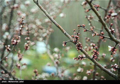 Iran’s Beauties in Photos: Blooms in Iran’s Northern City of Zanjan