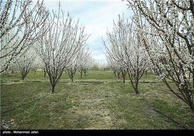 Iran’s Beauties in Photos: Blooms in Iran’s Northern City of Zanjan
