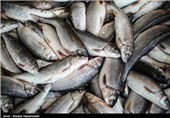 1000 تن ماهی در قفس در استان لرستان تولید می‌شود