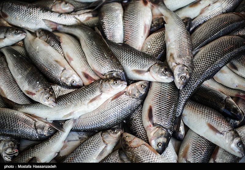 گیلان تا 50 سال آینده مشکلی در زمینه تولید و صادرات ماهی ندارد