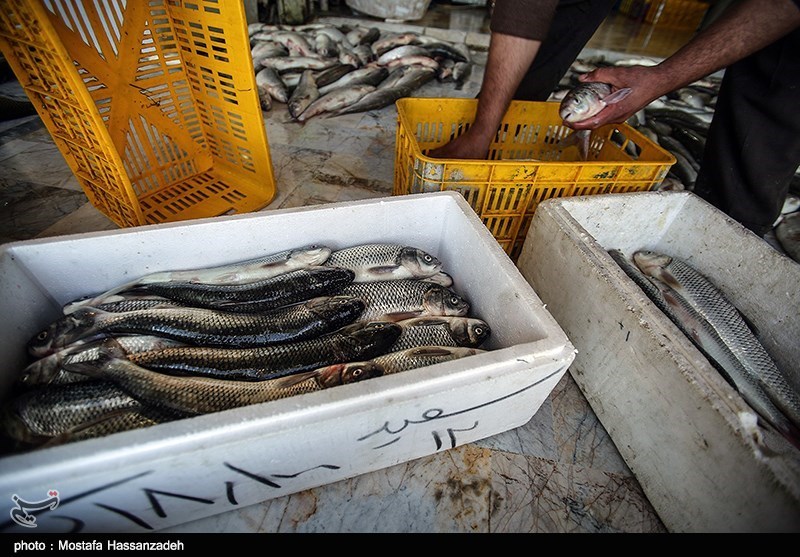 سرانه مصرف ماهی در اردبیل به 10 کیلوگرم رسید/اشتغال 3500 نفر در مراکز پرورش ماهی اردبیل