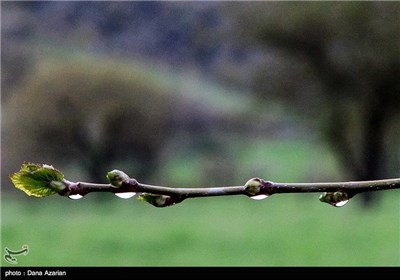 Iran’s Beauties in Photos: Spring Nature in Marivan