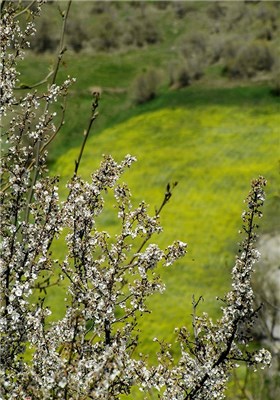 Iran’s Beauties in Photos: Spring Nature in Marivan