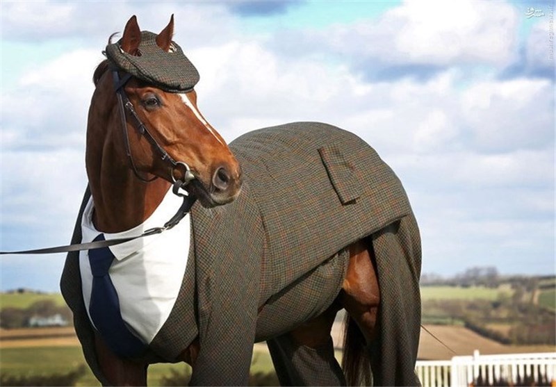 عکس/ خوش‌ تیپ‌ترین اسب دنیا