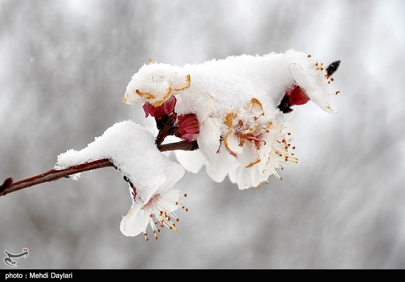 برف و سرما به باغات مشگین شهر 3 میلیارد ریال خسارت وارد کرد