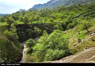 طبیعت بهاری گچساران در کهگیلویه و بویر احمد