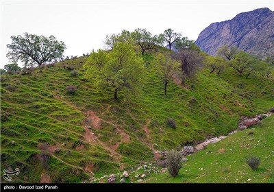 طبیعت بهاری گچساران در کهگیلویه و بویر احمد