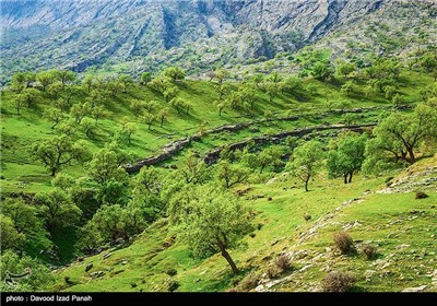 طبیعت بهاری گچساران در کهگیلویه و بویر احمد