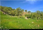 طبیعت بهاری گچساران در کهگیلویه و بویر احمد