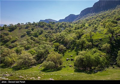 طبیعت بهاری گچساران در کهگیلویه و بویر احمد