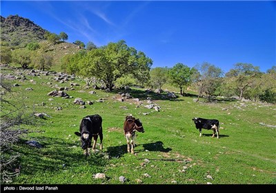 طبیعت بهاری گچساران در کهگیلویه و بویر احمد