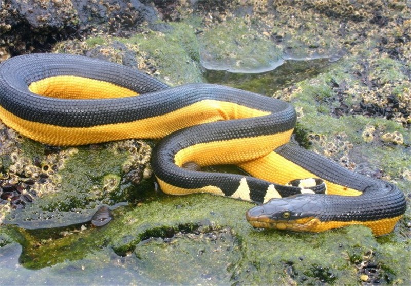 Where Are World&apos;s Most Toxic Snakes?