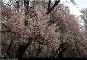 شکوفه های بهاری شهرکرد