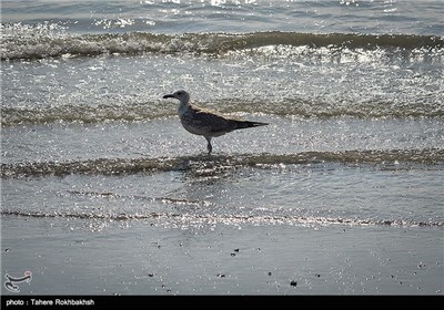 Persian Gulf Island of Hormuz in Southern Iran