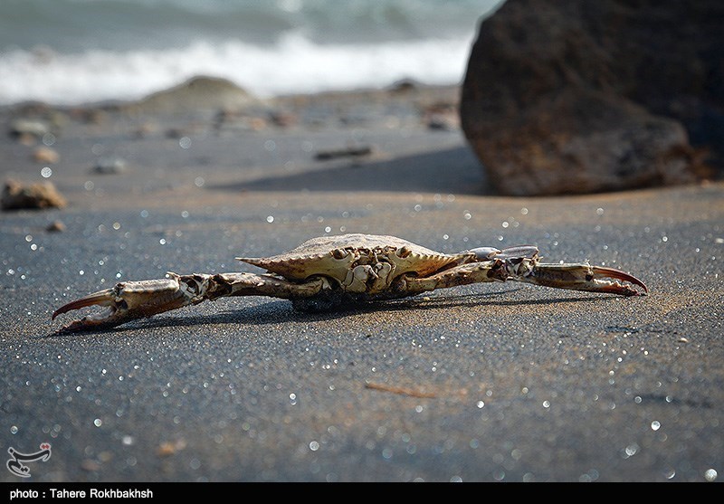 rainbow island iran