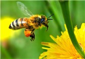 مرگ &quot;زنبورهای عسل&quot; در اراضی زیر کشت محصولات تراریخته