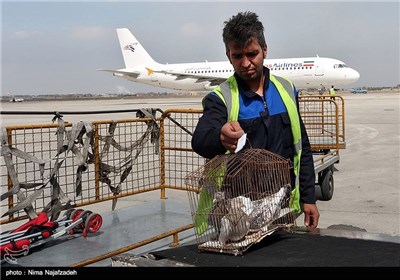 مسافران نوروزی در فرودگاه هاشمی‌نژاد مشهد