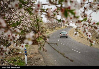 شکوفه های بهاری در قم