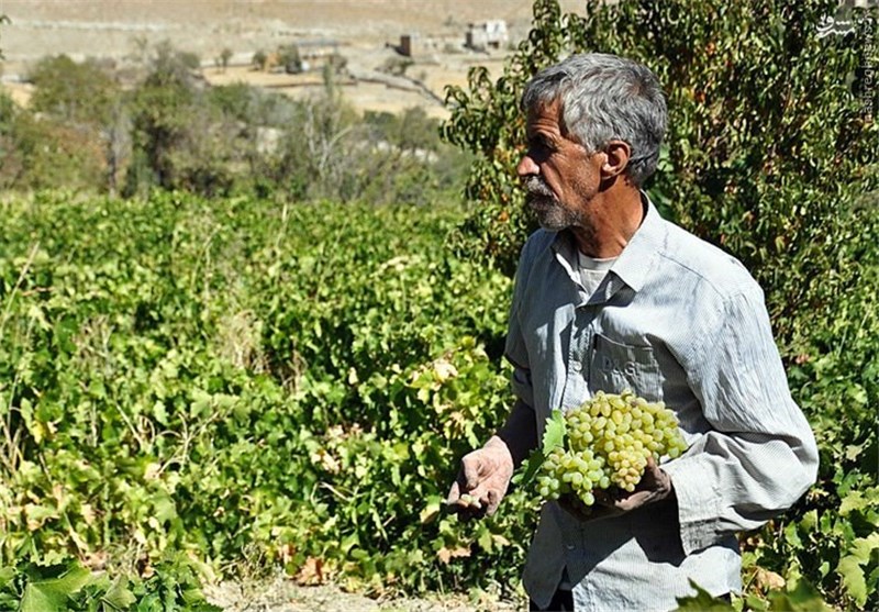 هزاوه سرزمین تاک‌ها٬ میزبان مشتاقان طبیعت بکر و چشم نواز