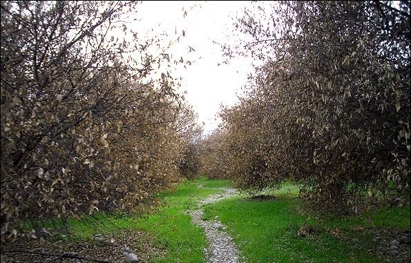 داستان تکراری سرمازدگی باغات در شرق استان سمنان؛ درختانی که سرما امانشان را بریده است