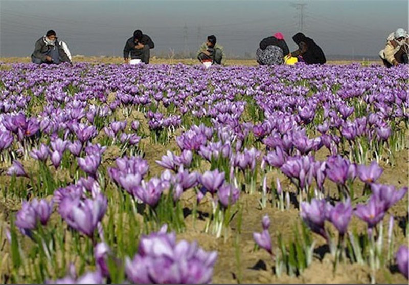 اجرای طرح تغییر الگوی کشت در شهرستان اردستان/افزایش سطح مزارع کشت زعفران