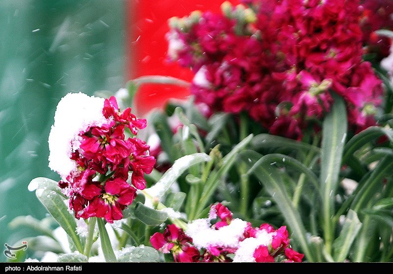 برف بهاری استان آذربایجان‌غربی را در بر می‌گیرد