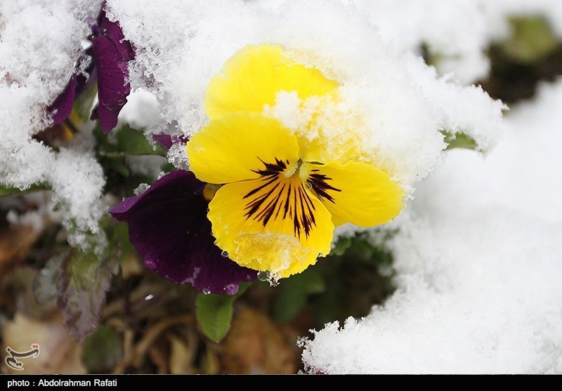 کاهش شدید دما و بارش برف در ارتفاعات و جاده‌های کوهستانی استان گیلان