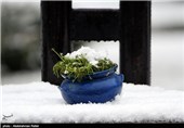 بارش برف در سیزدهمین روز بهار - همدان