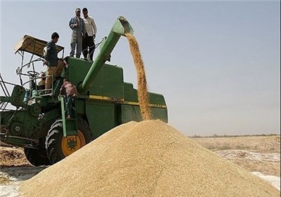 افزایش 64 درصد خرید تضمینی گندم مازاد بر نیاز کشاورزان سیستان و بلوچستان