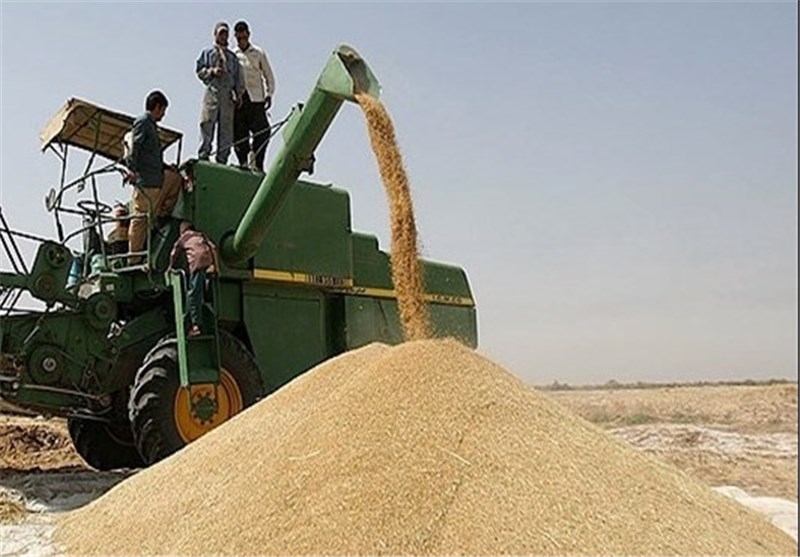 پیش‌بینی تولید 325 هزار تن گندم در گنبدکاووس/ تولید 520 هزار تن محصولات کشاورزی و باغی