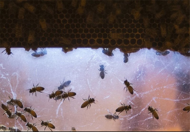 حمله زنبور‌های قاتل به مسجدی در آریزونا