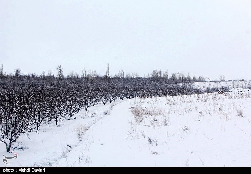 برف و سرما حدود 2 هزار میلیارد ریال به بخش کشاورزی گلستان خسارت وارد کرد