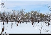 سرما 109 میلیارد ریال به کشاورزی شهرستان آزادشهر خسارت وارد کرد