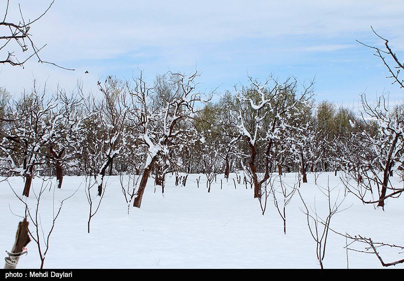 سرما 109 میلیارد ریال به کشاورزی شهرستان آزادشهر خسارت وارد کرد