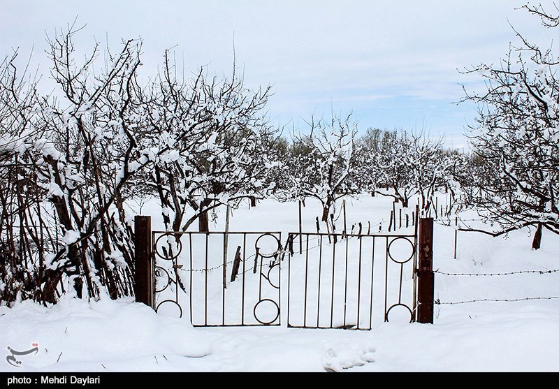 سرما به 120 هزار تن از محصولات باغات مرکبات استان گلستان خسارت وارد کرد