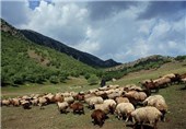 مراتع استان زنجان با ورود و خروج بی‌موقع دام تهدید می‌شود