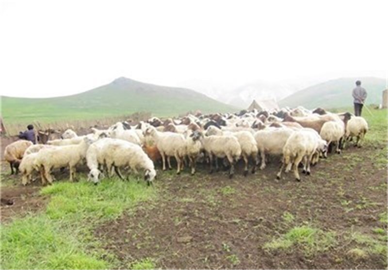 تخریب عرصه‌های طبیعی با چرای بی‌رویه دام؛ فرسایش خاک مراتع استان زنجان را تهدید می‌کند