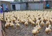 سود 30 درصدی پرورش اردک/ بسیج سازندگی 30 میلیون تومان وام می‌دهد
