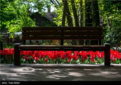 بوستان علی محمد مختاری در تهران