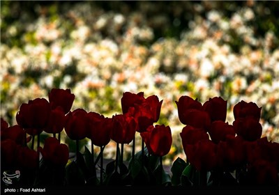 بوستان علی محمد مختاری در تهران