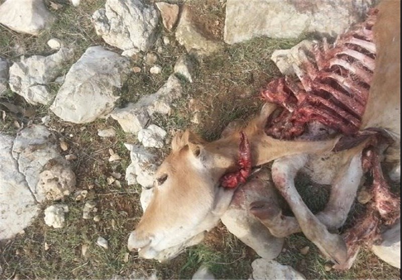 پلنگ گرسنه 2 رأس گاو را در بویراحمد درید